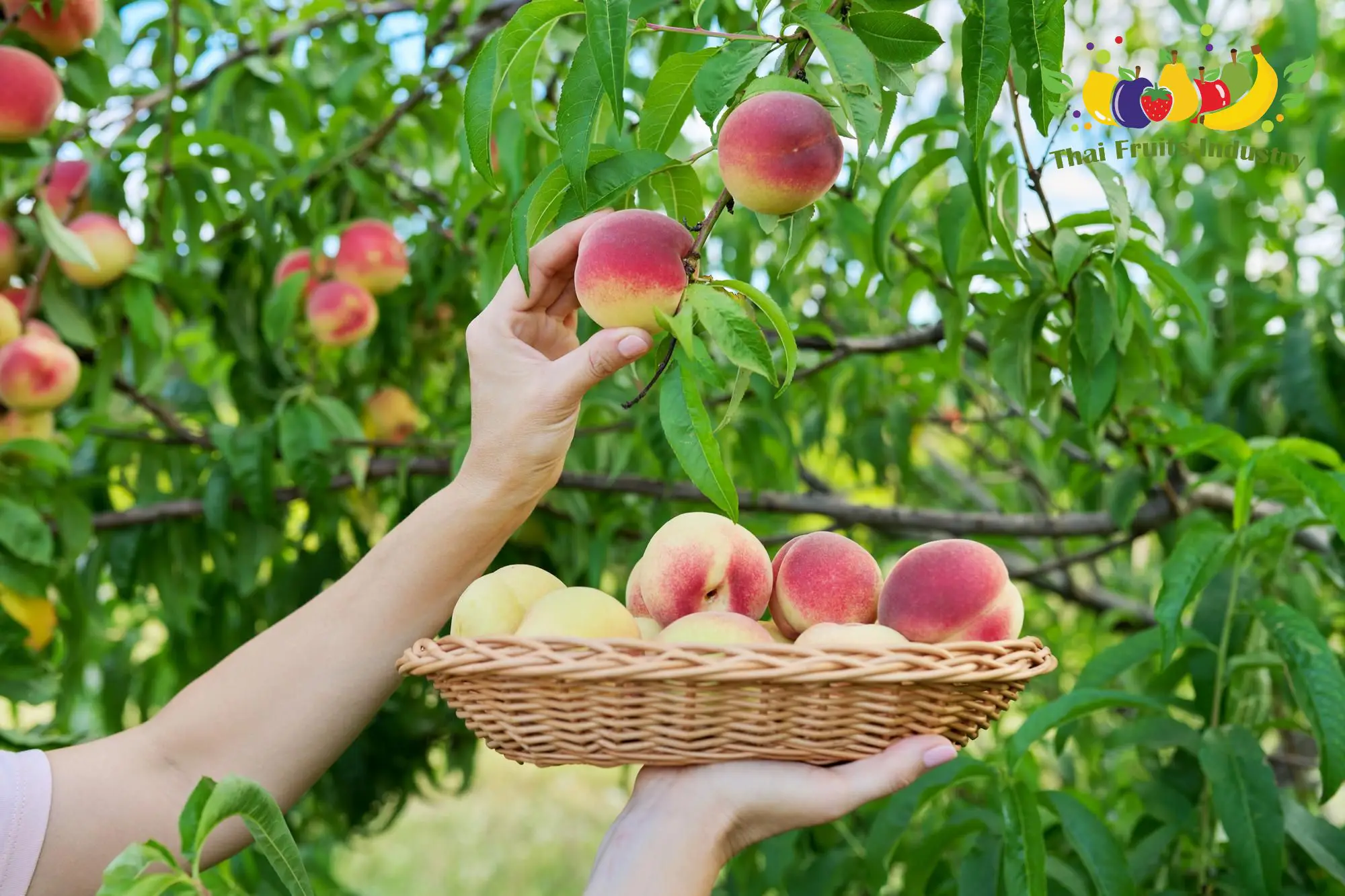 fruit delivery from garden home